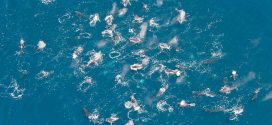 Researchers Spot Hundreds of Humpback Whales Feeding in Massive Groups