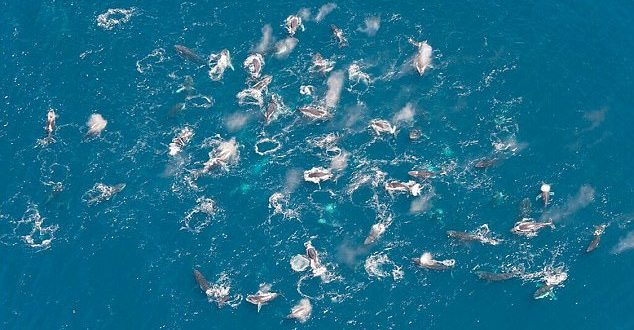 Researchers Spot Hundreds of Humpback Whales Feeding in Massive Groups (Photo)