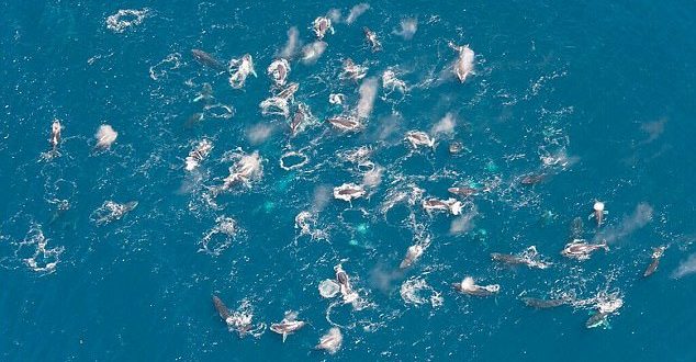 Researchers Spot Hundreds of Humpback Whales Feeding in Massive Groups