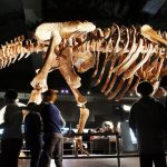 Researchers has re-written 130 years of dinosaur history