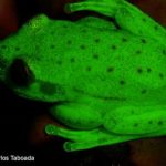 Scientists announce discovery of first fluorescent frog