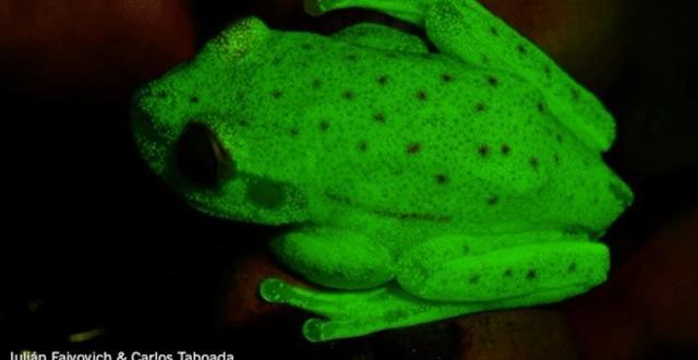 Scientists announce discovery of first fluorescent frog