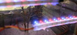 Scientists grow potato in lab simulating harsh Mars climate