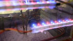 Scientists grow potato in lab simulating harsh Mars climate