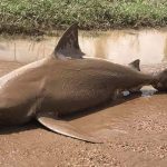 Sharknado in Australia? Giant shark found in road after cyclone (Video)