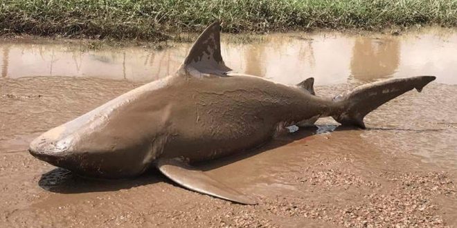 Sharknado in Australia? Giant shark found in road after cyclone (Video)