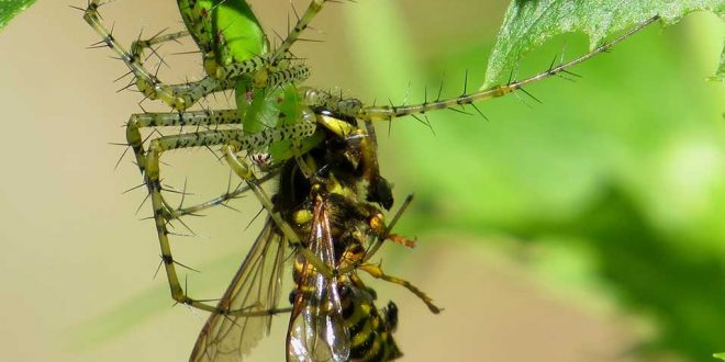 Spiders eat 400-800 million tons of prey every year, says new research