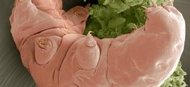 Unstructured Proteins Help Tardigrades Survive Desiccation, Says New Study