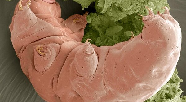 Unstructured Proteins Help Tardigrades Survive Desiccation, Says New Research