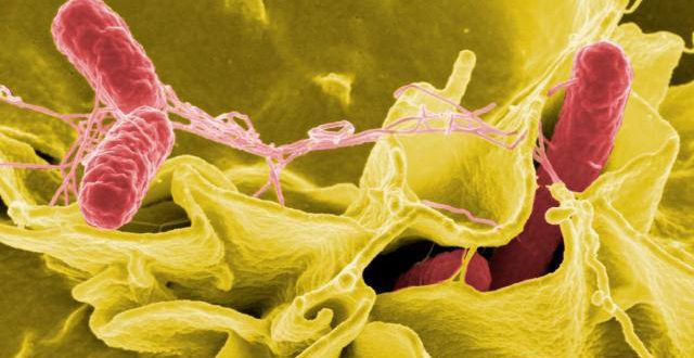 WHO issues list of top 12 most worrying bacteria