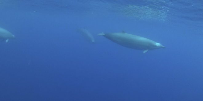Watch the first underwater video of this rare whale (Video)