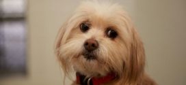 30 dogs and cats seized from BC puppy breeder, Report