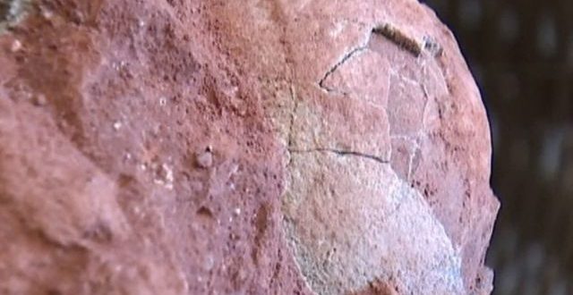 70 million-year-old dinosaur egg fossils discovered in Foshan