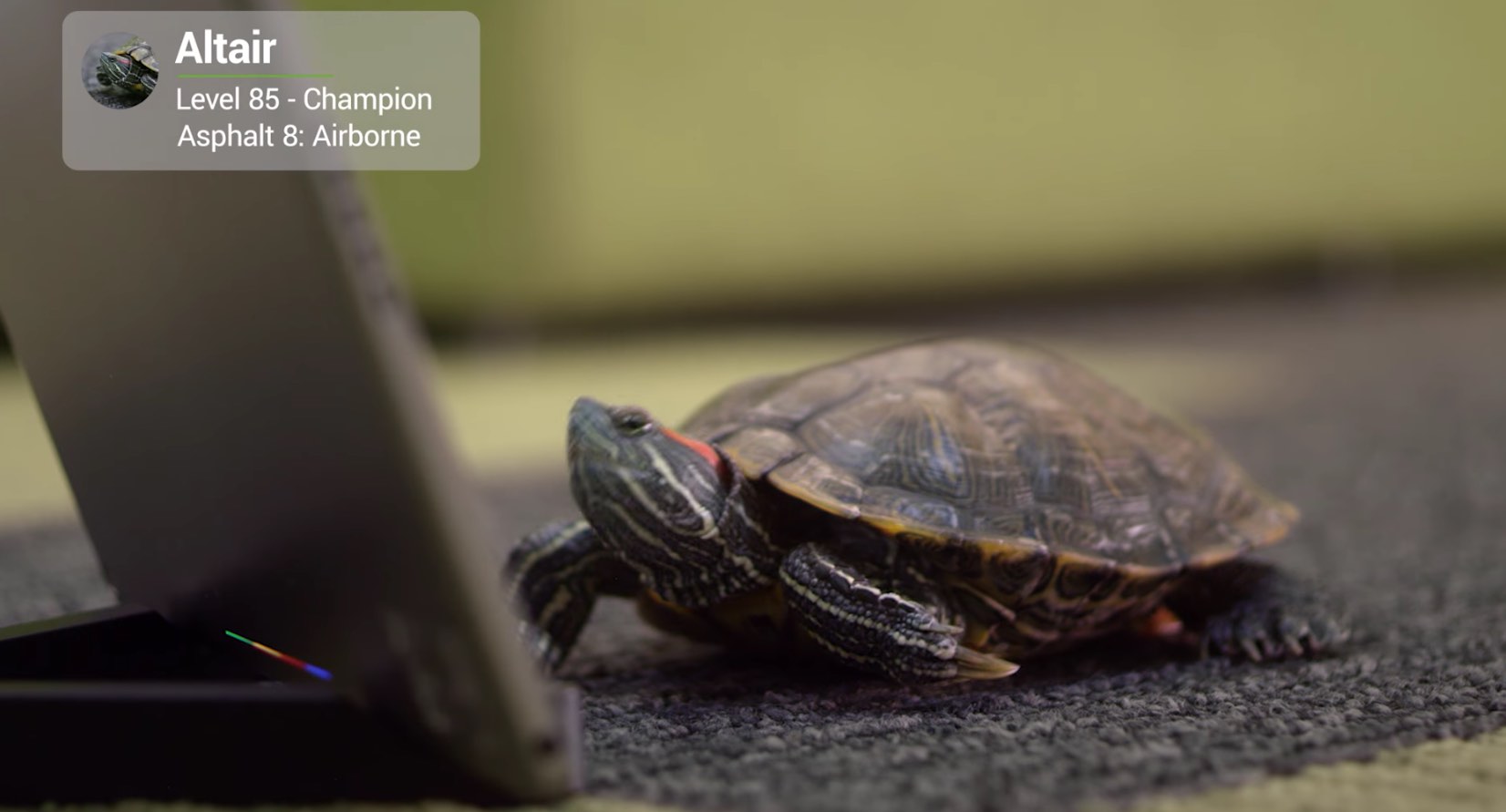 April Fools Day Introducing Google Play For Pets Canada Journal