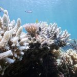 Coral Reef Bleaching Could Cost $1 billion in annual tourism revenue