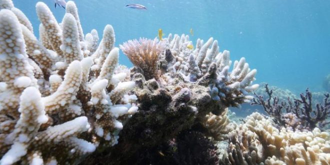 Coral Reef Bleaching Could Cost $1 billion in annual tourism revenue
