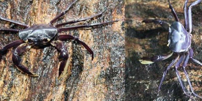 Kani maranjandu: New species of tree-living crabs found in India