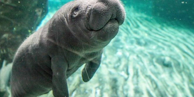 Manatee Removed From Endangered Species List: Officials