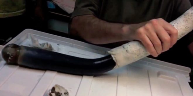 Marvel or monster? Scientists find first live specimen of fabled giant shipworm