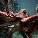 Octopuses can basically edit their own genes on the fly, says new research
