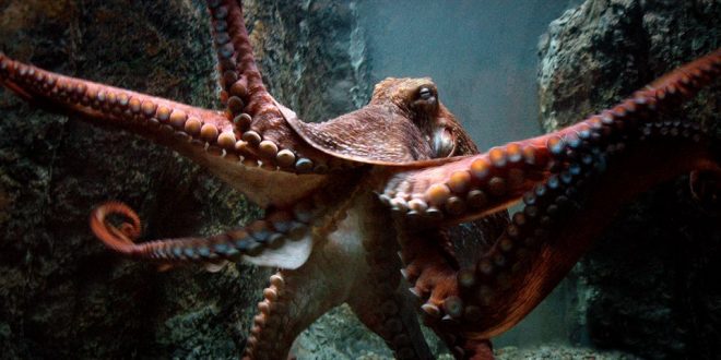 Octopuses can basically edit their own genes on the fly, says new study
