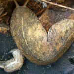 Rare Parasitic Worm Cases Spike in Maui, Report