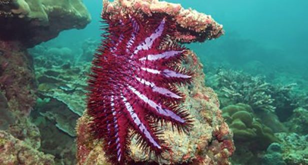 Reef-eating starfish could be lured away by lust, finds new research