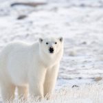 Research confirms polar bears follow their nose through wind to find ringed seals