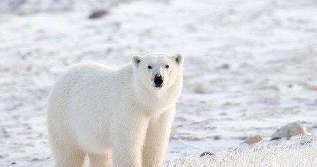 Research confirms polar bears follow their nose through wind to find ringed seals