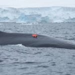 Researchers Attach 'Whale Cams' to Humpbacks to Track Feeding Habits in Antarctica