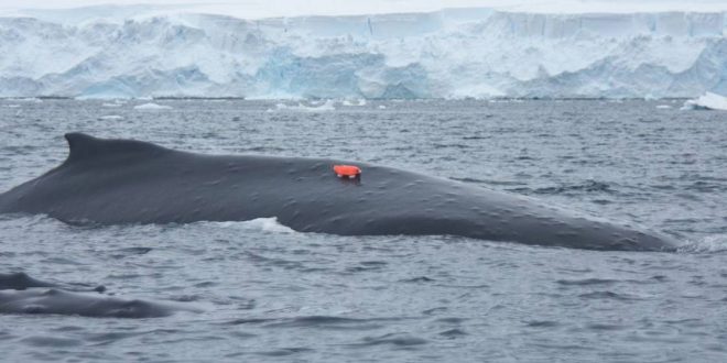 Researchers Attach ‘Whale Cams’ to Humpbacks to Track Feeding Habits in Antarctica