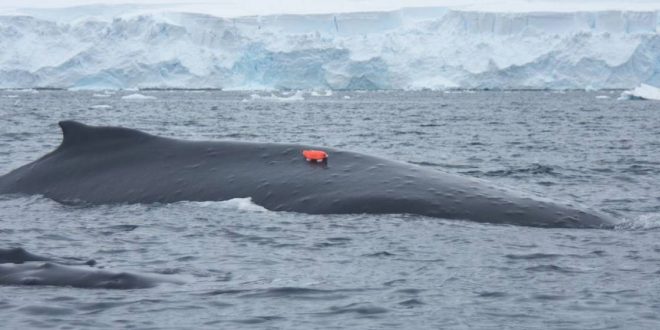 Researchers Attach 'Whale Cams' to Humpbacks to Track Feeding Habits in Antarctica
