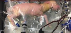 Researchers create 'artificial womb' for premature babies (Video)