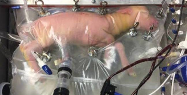 Researchers create 'artificial womb' for premature babies (Video)