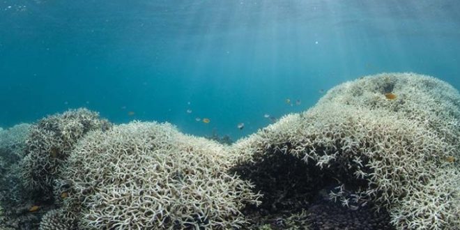 Researchers print 3D models of Great Barrier Reef in bid to save it