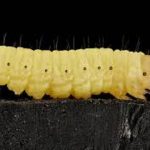 Scientists Discover a Caterpillar that Can Eat Plastic