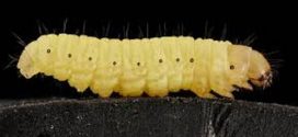 Scientists Discover a Caterpillar that Can Eat Plastic