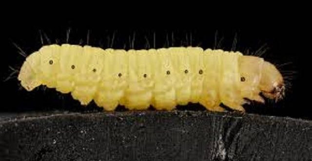 Scientists Discover a Caterpillar that Can Eat Plastic