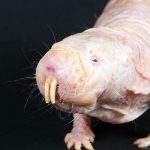 Scientists Find Yet Another Reason Why Naked Mole-Rats Are Just Weird