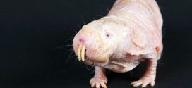 Scientists Find Yet Another Reason Why Naked Mole-Rats Are Just Weird