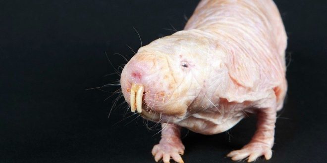 Scientists Find Yet Another Reason Why Naked Mole-Rats Are Just Weird