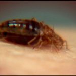 'Super' bedbugs are becoming resistant to treatment, says new research