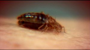 'Super' bedbugs are becoming resistant to treatment, says new research