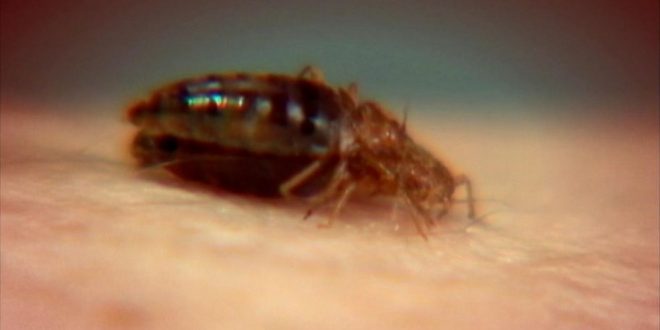 ‘Super’ bedbugs are becoming resistant to treatment, says new research
