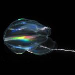 The first animals were comb jellies, genetic research finds