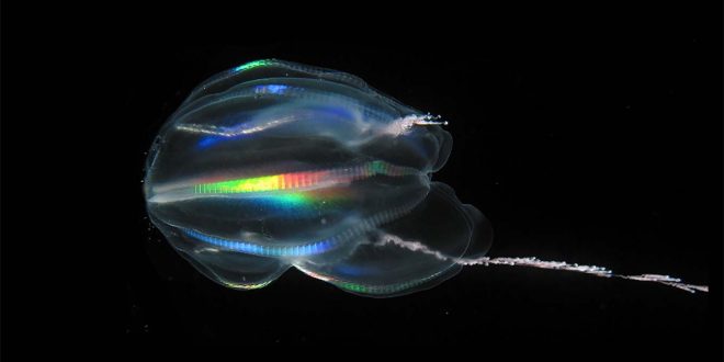A jelly is the ultimate ancestor of all animal life, says new research