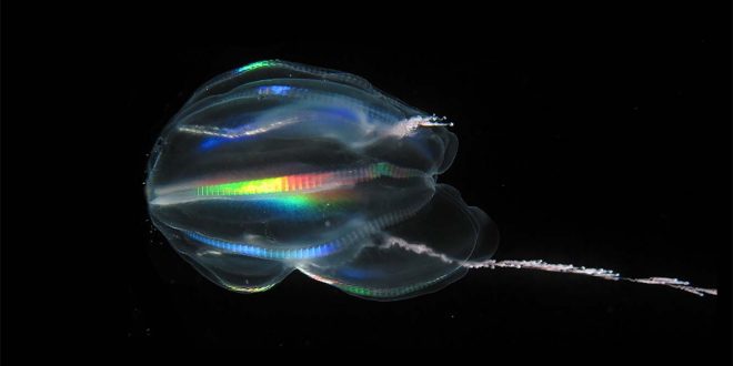 The first animals were comb jellies, genetic research finds