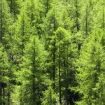 Tree trunks found to emit methane, says new research