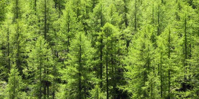 Tree trunks found to emit methane, says new research