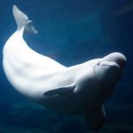Vancouver belugas died from unknown toxin: investigation